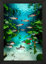 Corydoras neon tetras - corydoras,