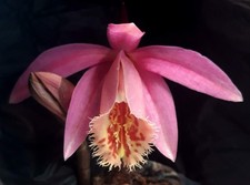 1x Pleione Rakata Orchid FS Bulb Spring Flowering Rare 