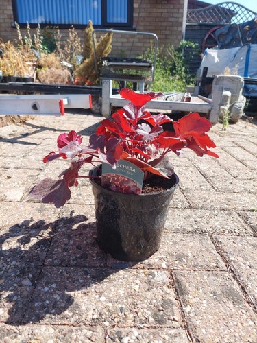 Heuchera forever red 5l - forever, 1.5l