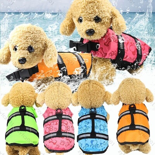 Pet small big dog - pet,