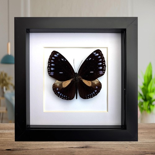 Framed taxidermy striped blue - taxidermy,
