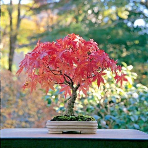 Japanese maple bonsai - japanese,