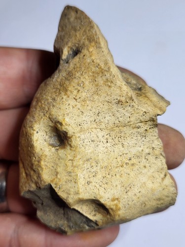 Triceratops skull frill - skull, /