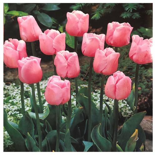 100 pink diamond - 20,