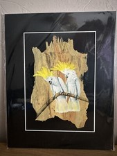 Sulphur Crested Cockatoo’s -