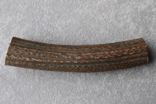 Real red deer antler - antler, section