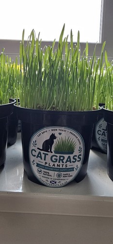 Live cat grass plant - for, cats