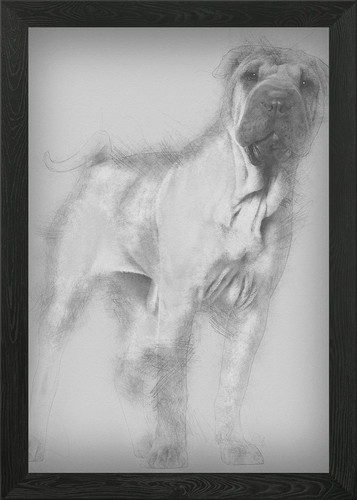 Shar pei puppy - 6, ol