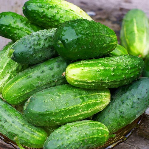 Thompson morgan cucumber - &,
