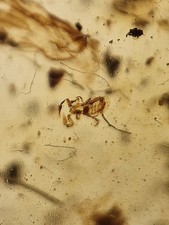 Rare pseudoscorpion and Mosquito In 100 Million Year Old Burmese Amber 