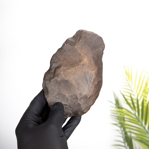 Large phacops trilobite fossil - phacops,