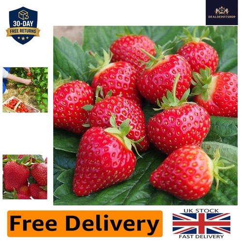 Bare root hapil strawberry - bare,