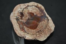 FRIEJUS AGATES (VAR) LITHOPHYSES DE L'ESTEREL