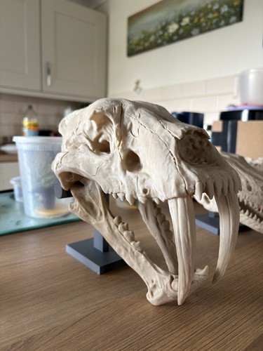 Sabretooth tiger skull - tiger,