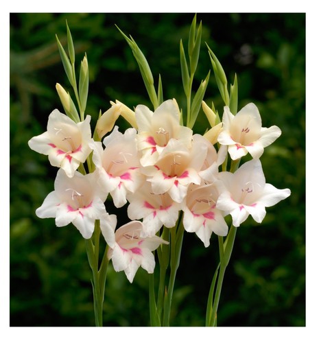 10x gladioli nanus elvira - 10x,