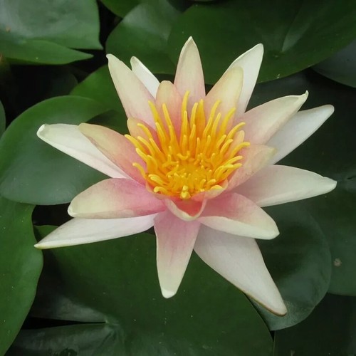 Nymphaea sioux water lily - nymphaea, "sioux"