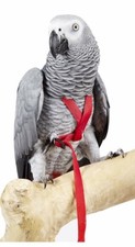 Avian Adventure Parrot Harness