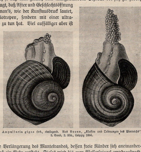 Giant apple snail - snail, ampullaria