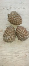 Large Pine Cones 12cm For
