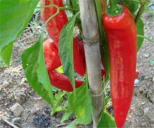 Italian pepper peperone - italian,