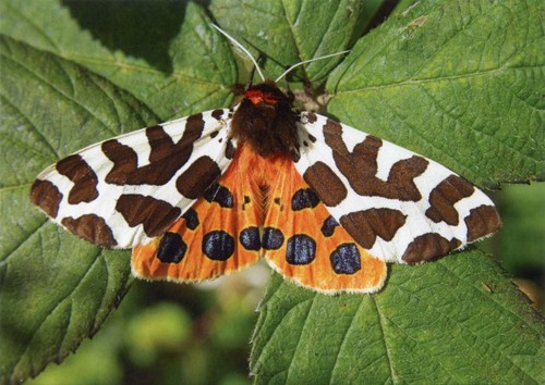 Garden tiger moth greetings - moth,