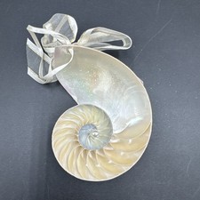 Chambered Center Cut Nautilus
