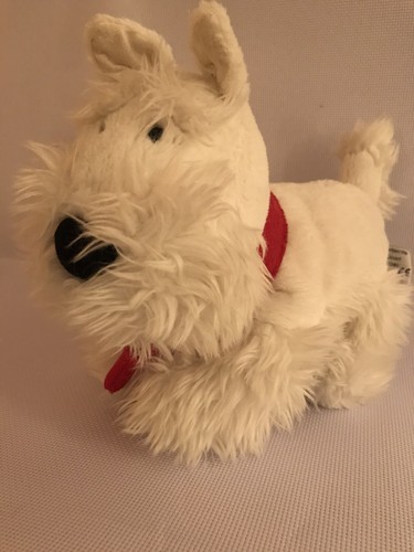 John lewis westie terrier - westie, red