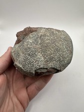 Large Fossil hadrosaur