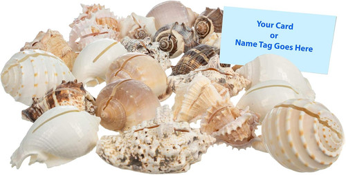 Beach wedding shell - wedding, placecard