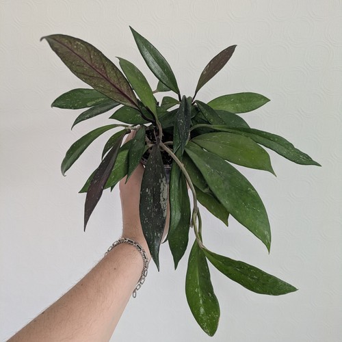 Hoya pubicaylx indoor - hoya,