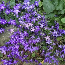 Campanula Blue Poscharskyana