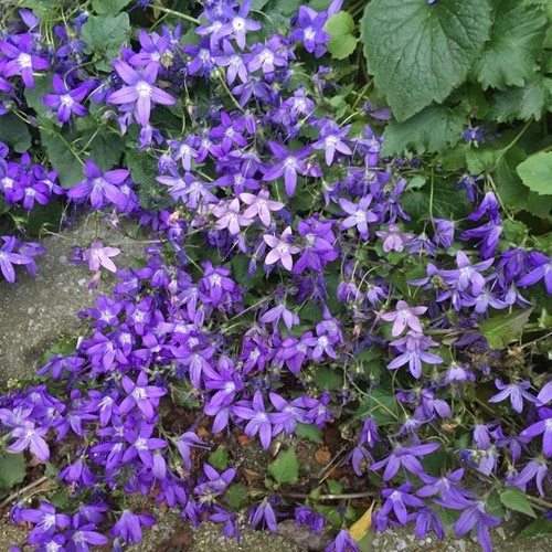 Campanula blue poscharskyana - blue,