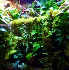 TERRARIUM KIT (LARGE) For Reptile Amphib Terrarium Vivarium. Plants Moss & More