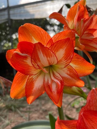 Imported amaryllis lily orange - lily,
