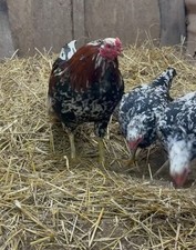 Spangled asil aseel eggs - asil, 10