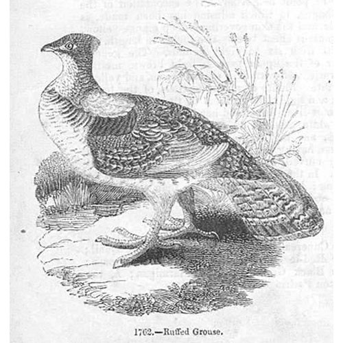 Birds ruffed grouse - ruffed,
