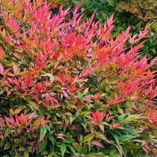 Nandina domestica heavenly - nandina,