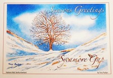 Sycamore Gap Tree in the snow