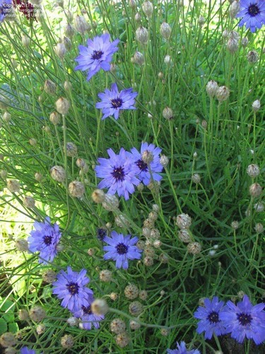 Catananche caerulea - 4,