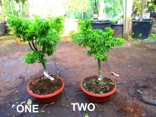 20inch inc pot lions head - lions,