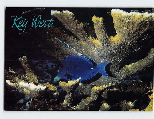 Postcard blue tang fish key - tang,