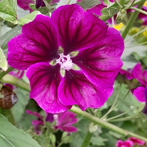 Purple tree mallow - purple,