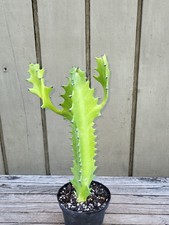 Euphorbia antiquorum   rare