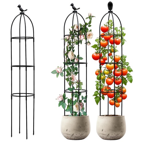 Climbing vine plant - climbing,