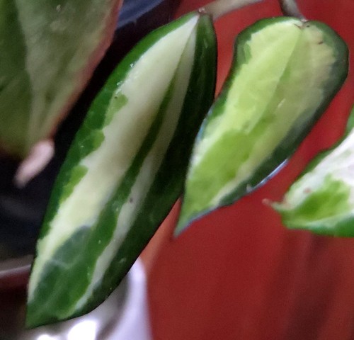 Rare reverse variegated hoya - reverse,