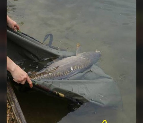 Camo mesh carp - camo, sack
