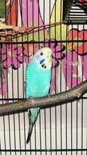 Healthy Female Budgie Parakeet