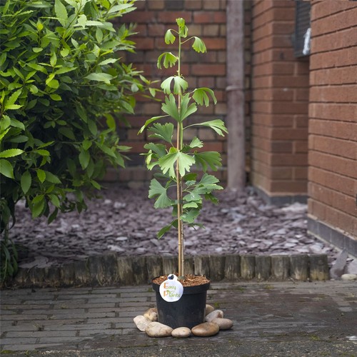 Maidenhair tree icho - tree,