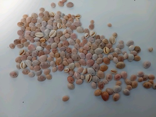 200 pink white cowrie shells - pink,