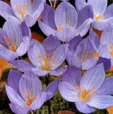 Crocus 'Speciosus' Autumn